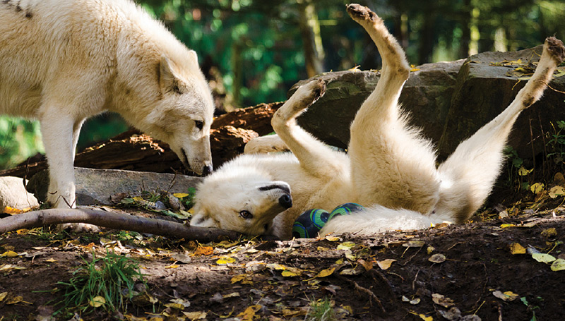 Two gray wolves in a forested area; one is standing and sniffing the other, which is lying on its back playfully among fallen leaves and dirt, with sunlight filtering through the trees.