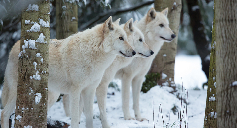 Three gray wolves stand close together among snowy trees, alert and looking in the same direction in a winter forest scene.
