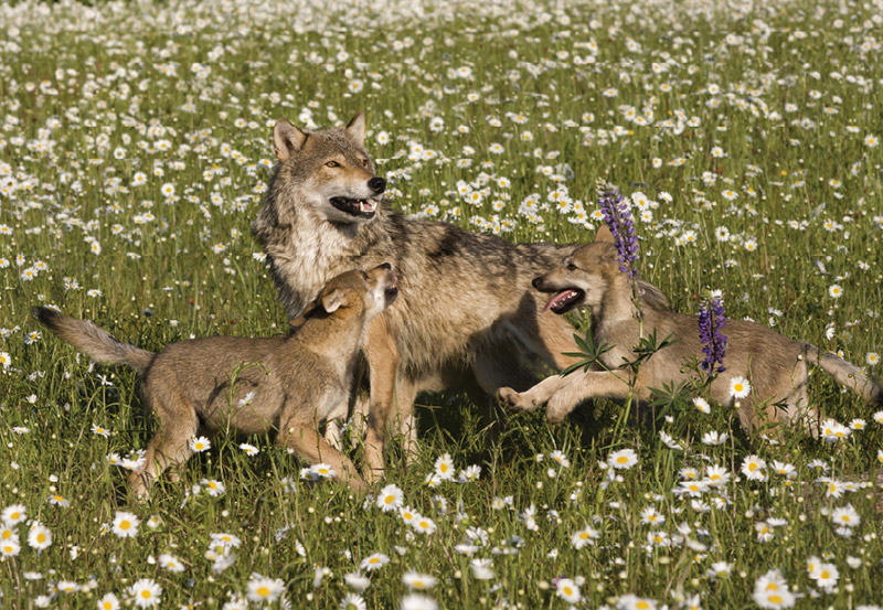 An adult wolf and two playful wolf pups stand in a field full of white daisies and purple wildflowers. The pups are nuzzling and interacting with the adult wolf.