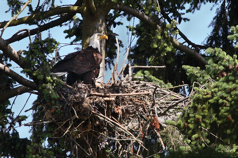 A bald eagle stands in a large nest made of sticks, perched in the branches of a pine tree, surrounded by green needles and blue sky.