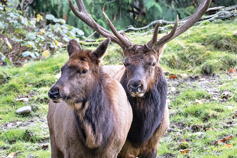Two elk standing close together on grassy ground, with one elk featuring large antlers and the other without. Green foliage and trees are visible in the background.