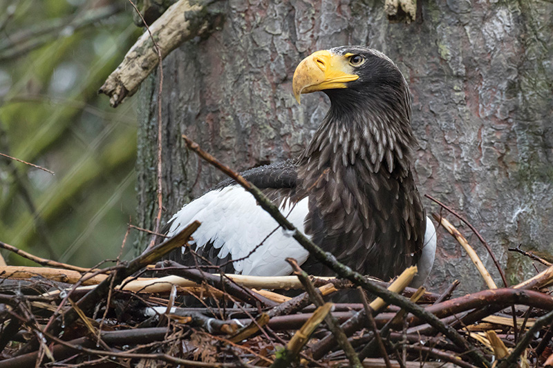 A large Steller sea eagle with a yellow beak and white, black, and brown feathers sits in a nest made of sticks at the base of a tree trunk, looking intently to the side.