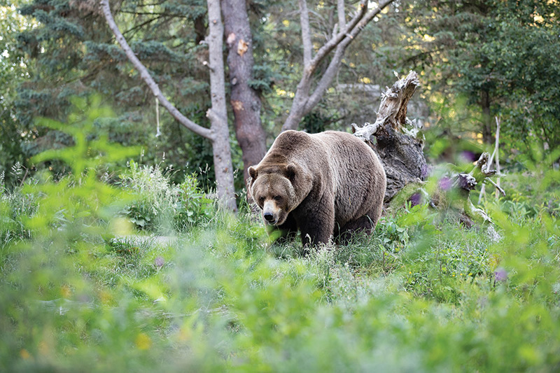 A large brown bear stands in a lush, green forest clearing, surrounded by tall grass and trees, with sunlight filtering through the foliage.