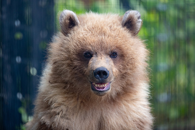 A young brown bear with fluffy fur looks toward the camera, showing its teeth in what appears to be a playful or curious expression. A blurred fence and greenery are visible in the background.