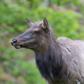 A close-up of an elk with shaggy brown fur, standing outdoors with a blurred green forest background. The elk is facing left and its ears are alert.