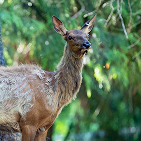 A young elk with patchy, shedding fur stands in front of a background of green foliage, looking slightly to the side.