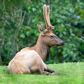 A young elk with velvet-covered antlers is lying down on green grass, facing right, surrounded by lush green foliage in the background.