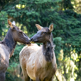 Two elk stand close together in a sunlit forest, looking at each other with their noses almost touching. Lush green trees fill the background.