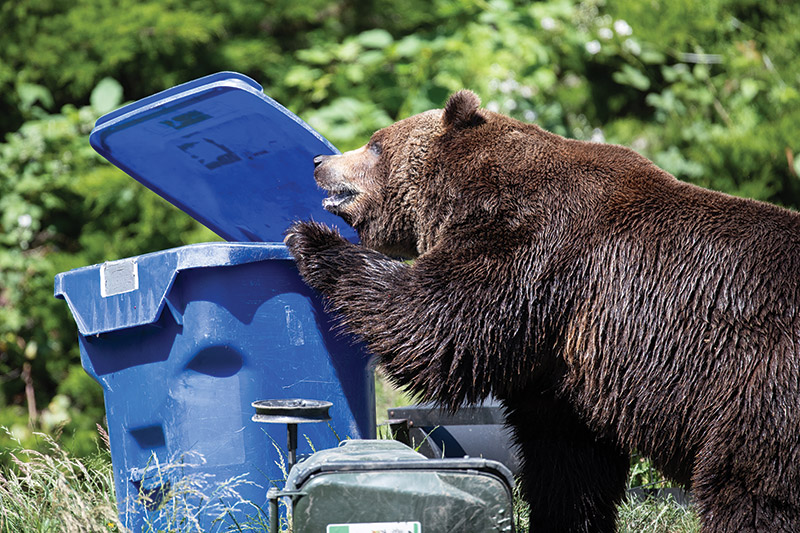 A large brown bear stands on its hind legs, using its mouth and paws to open the lid of a blue plastic garbage bin outdoors, with greenery and other bins in the background.