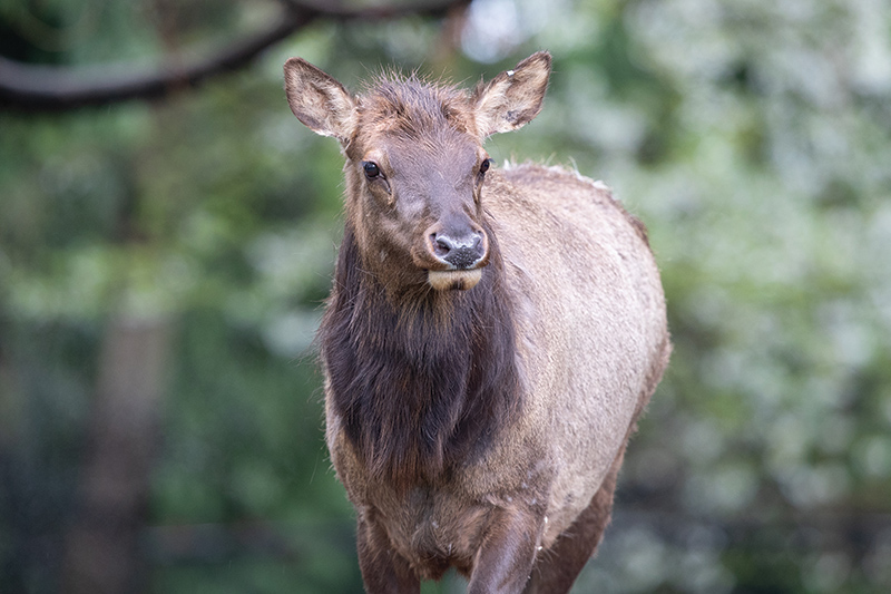 A young elk with brown fur and a shaggy neck stands outdoors, looking slightly to the side. The background is blurred greenery.