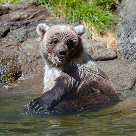 A young brown bear sits in shallow water near rocks and grass, looking toward the camera with its mouth slightly open and one paw raised.