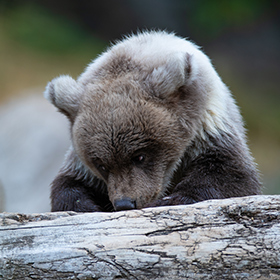 A young brown bear cub leans over a fallen tree trunk, looking down thoughtfully with its head resting on its paws. The background is softly blurred with natural colors.