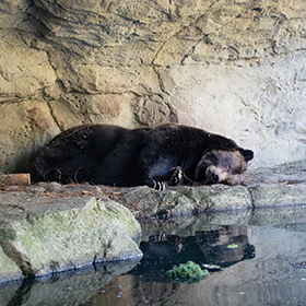 A large black bear is sleeping on a rocky ledge beside a calm body of water, with its head resting on the ground and the stone wall in the background.
