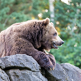 A brown bear sits on large gray rocks with its mouth slightly open, surrounded by blurred green trees in the background.
