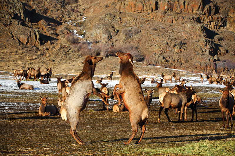 Two elk stand on their hind legs facing each other, appearing to spar, while a herd of elk rests and grazes in a rocky, snow-dusted landscape in the background.