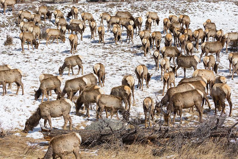 A large herd of elk grazing and wandering across a snow-dusted field, with dry grass and patches of snow visible on the ground.