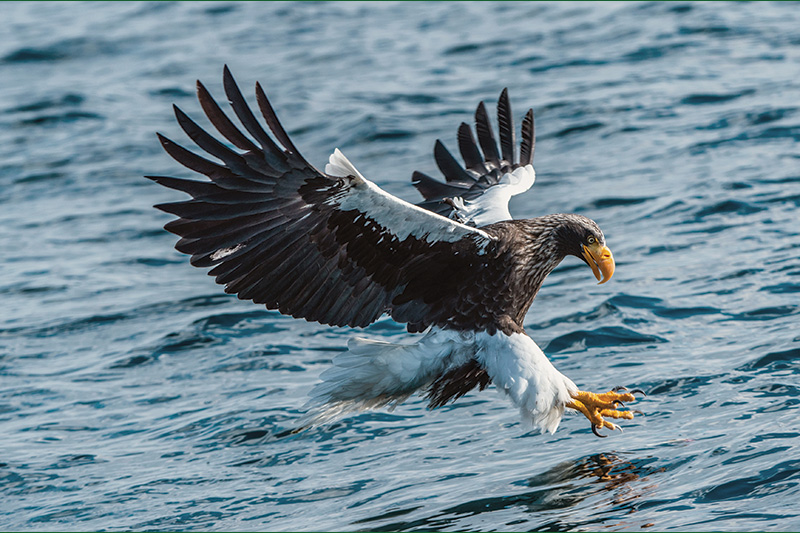 A large eagle with dark wings, white tail and shoulders, and a yellow beak swoops low over rippling blue water, extending its talons as if to catch prey.