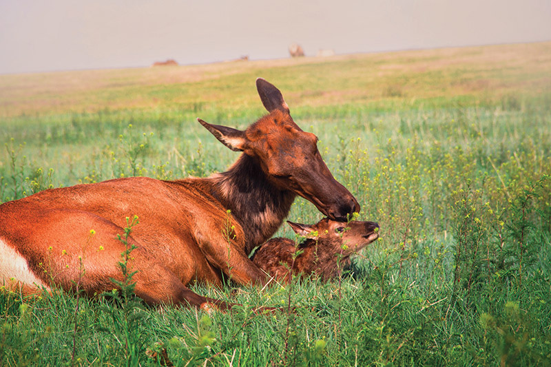 A mother elk lies in tall green grass, gently nuzzling her young calf, who is also lying beside her. The background shows an open field under a hazy sky.