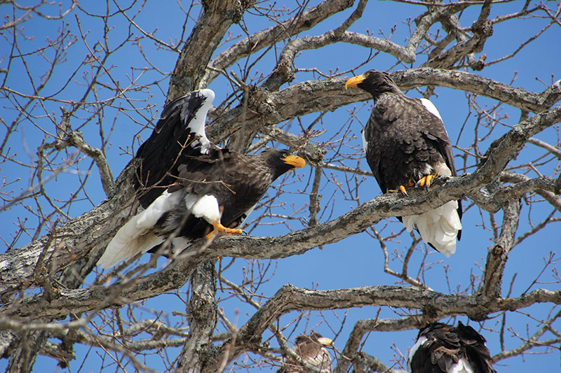 Four large Steller’s sea eagles with yellow beaks perch on leafless tree branches against a clear blue sky. The birds appear to be interacting with each other.