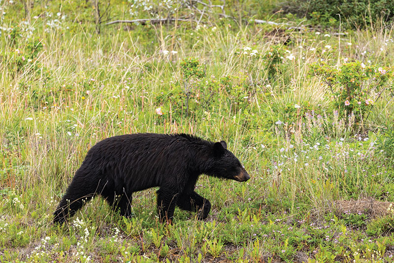 A black bear walks through a grassy, green meadow with wildflowers and shrubs, surrounded by tall grass and scattered plants.