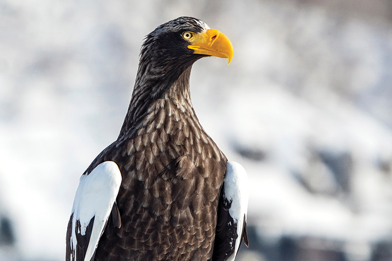 A close-up of a Stellers sea eagle with a yellow beak, dark brown feathers, and white wing patches, standing against a snowy, blurred background.