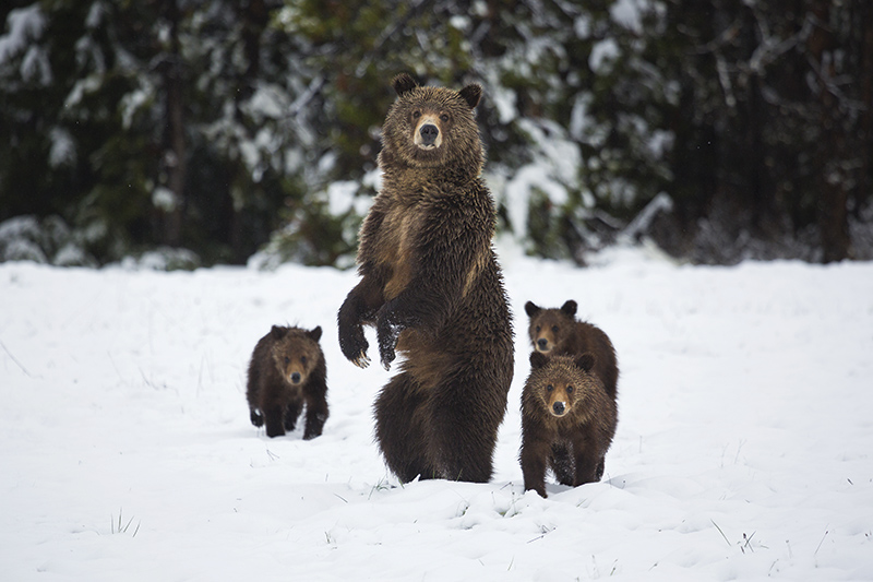 A large bear stands upright in a snowy field with three bear cubs beside and behind it. The background shows snow-covered ground and trees.