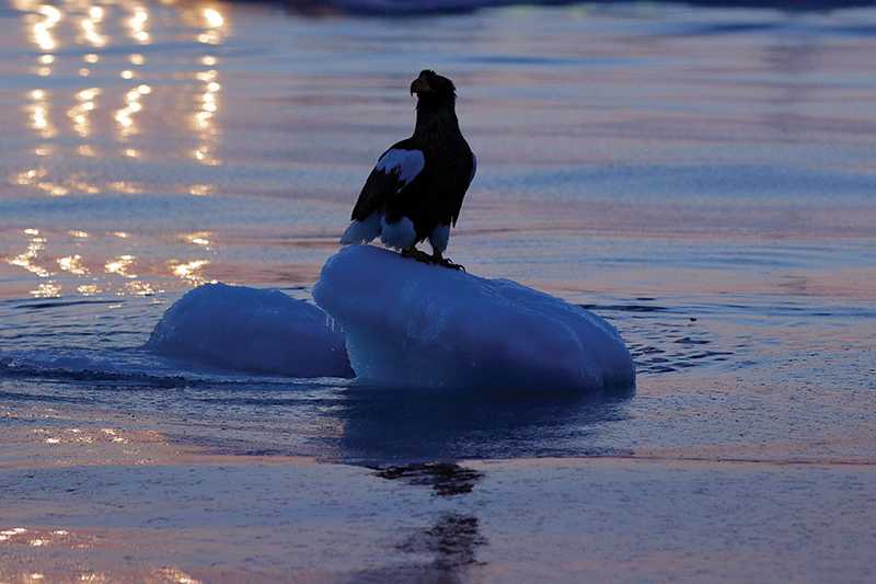 A large eagle is perched on a small ice floe floating in calm, reflective water during twilight, with soft pink and blue hues in the background.