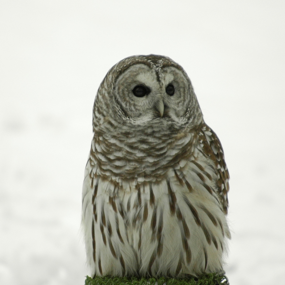 Senior Class Registration Barred Owl