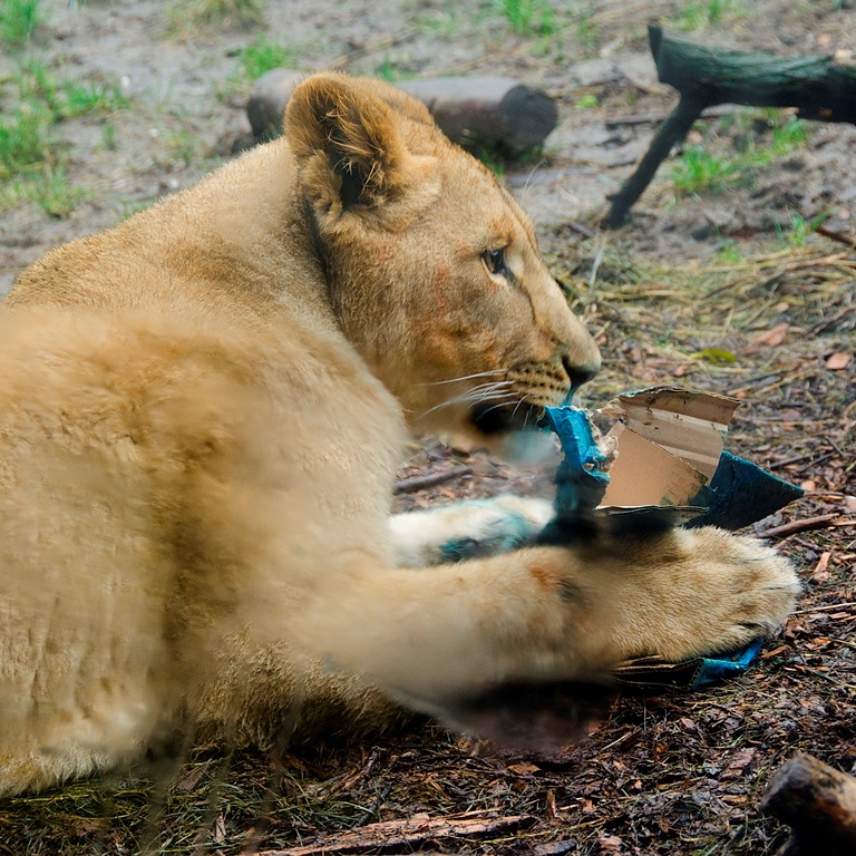 Lion Enrichment