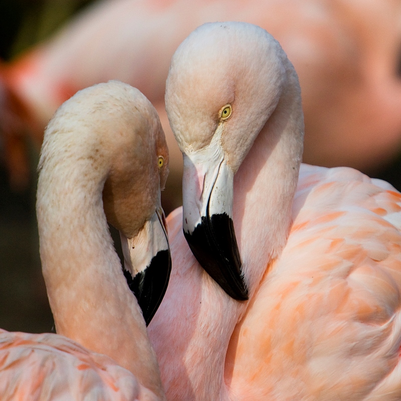 Senior Class Registration Two Flamingos