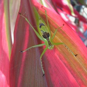 katydid