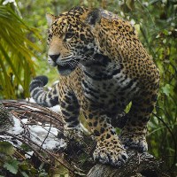 jaguar
