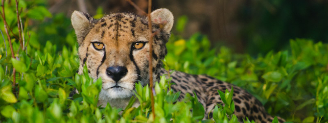 Cheetah at Woodland Park Zoo Cheetah at Woodland Park Zoo