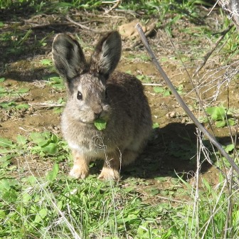 Click here to register Rabbit