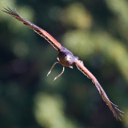 Raptors In Flight Program