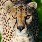 Cheetah Staff Talk
