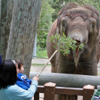 Elephant Feeding*