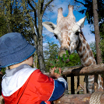 Wildlife Survival Zone Activities