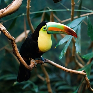Toucan
