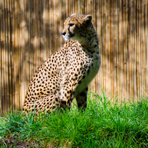 Wildlife Survival Zone Activities