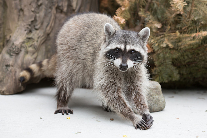 A raccoon stands on a concrete surface with its front paws together, looking toward the camera. Trees and foliage are in the background.