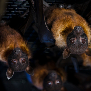 bats at woodland park zoo the zoo is home to a colony of fruit bats 