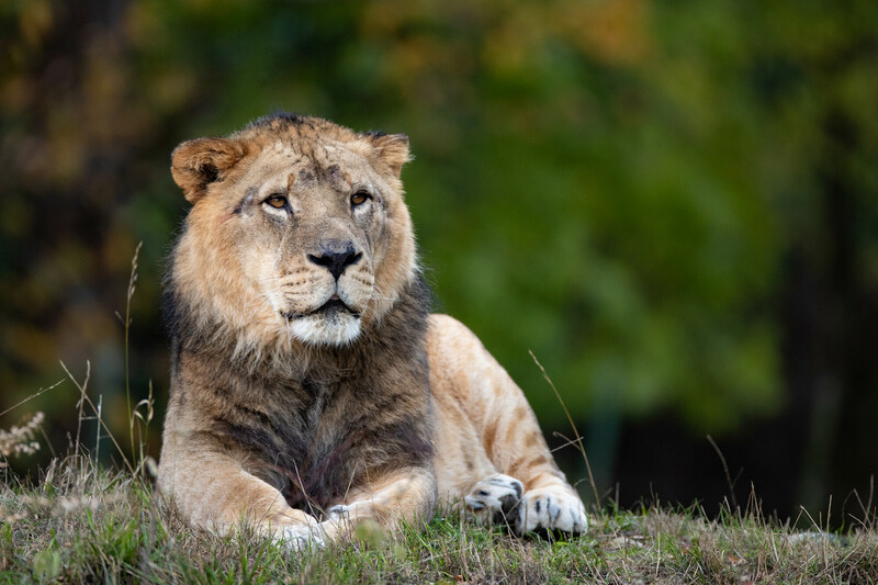 Male Lion Tandie