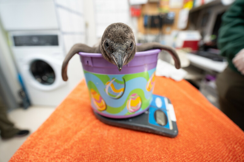 Penguin chick in a bowl on a scale