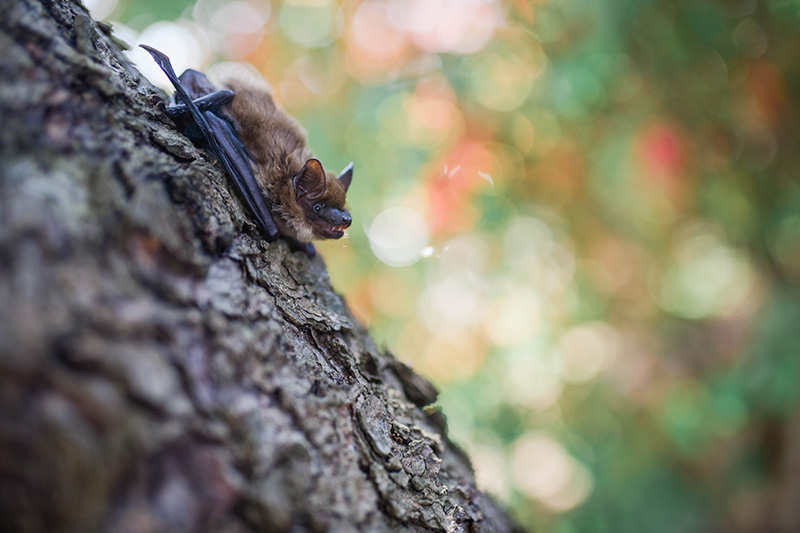 Brown Bat from Unsplash photo by Paige Cody