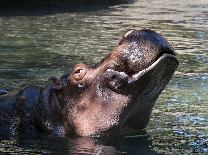 Hippo Water Lily