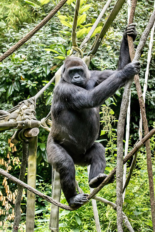 Gorilla Akenji