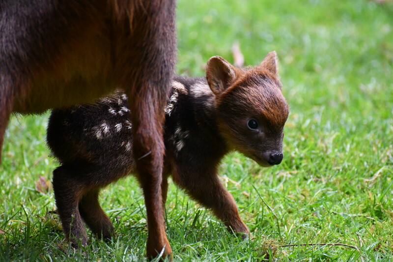 Pudu fawn with mom in the grass