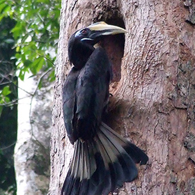 Bushy-crested Hornbill