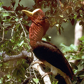 Helmeted Hornbill